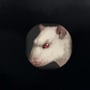 Rat Clicker 2 Icon